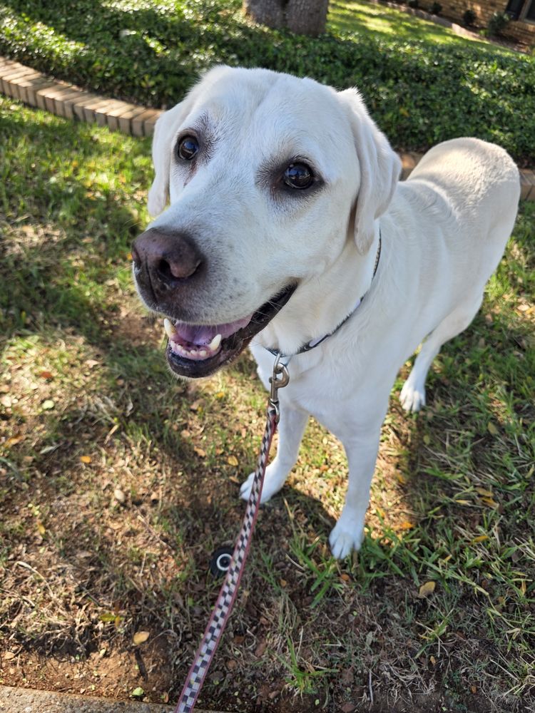 Happy client: yellow Lab