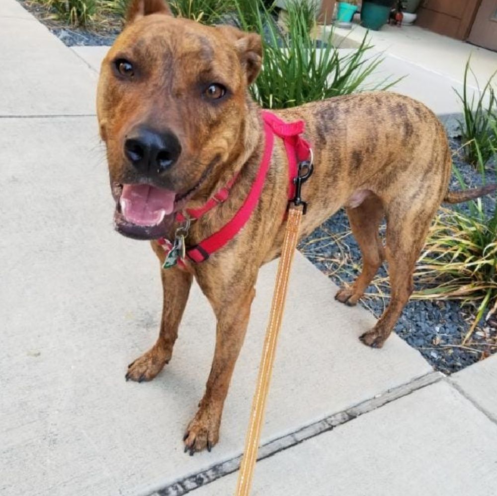 Happy client: brindle pup in a red harness
