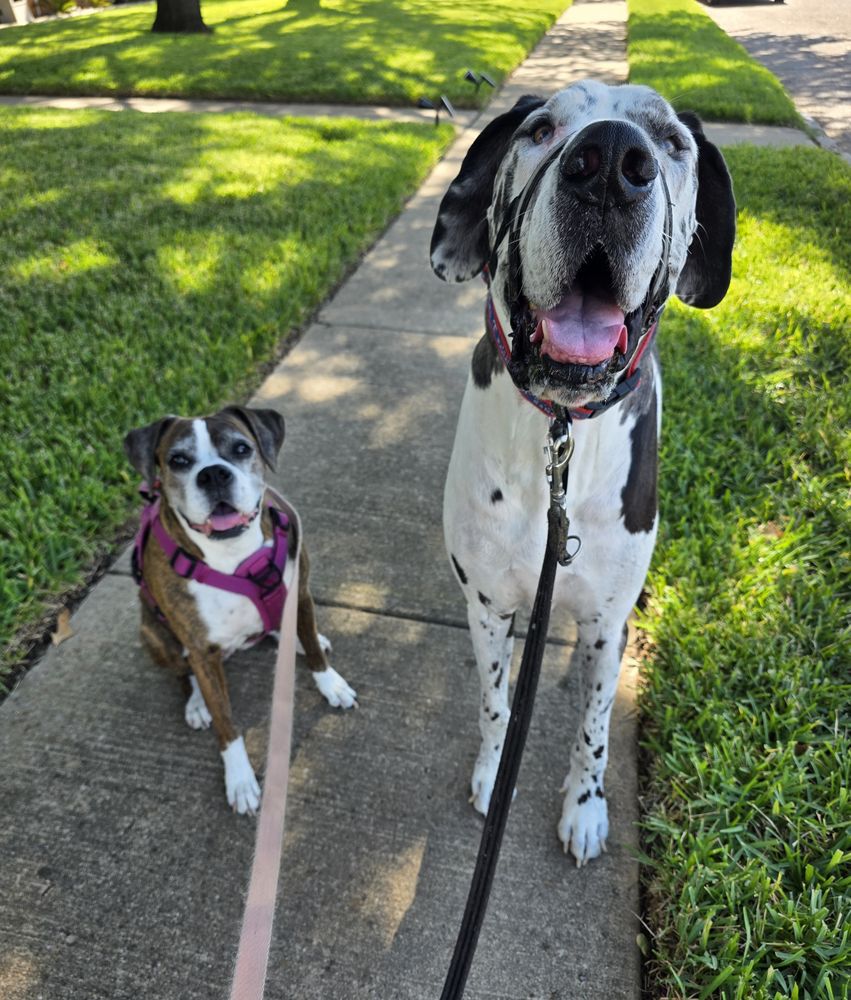 Happy client: boxer and Great Dane